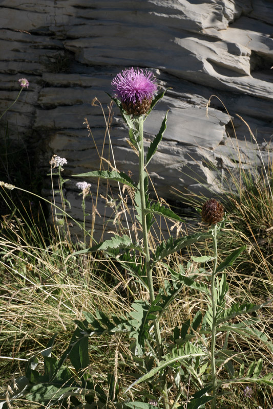 Rhaponticum bicknellii / Fiordaliso di Bicknell